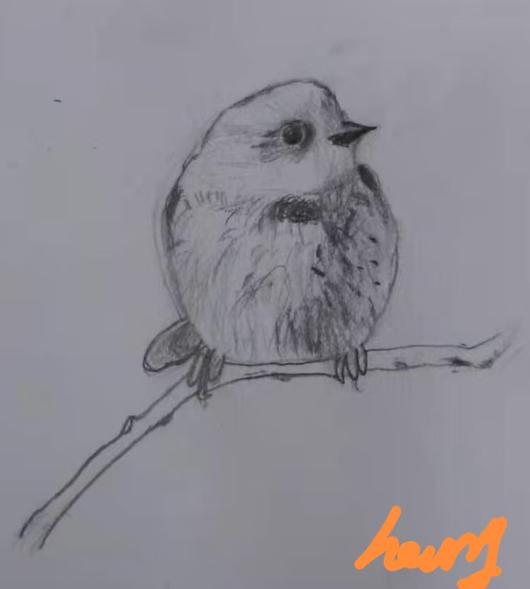 pencil bird sketch